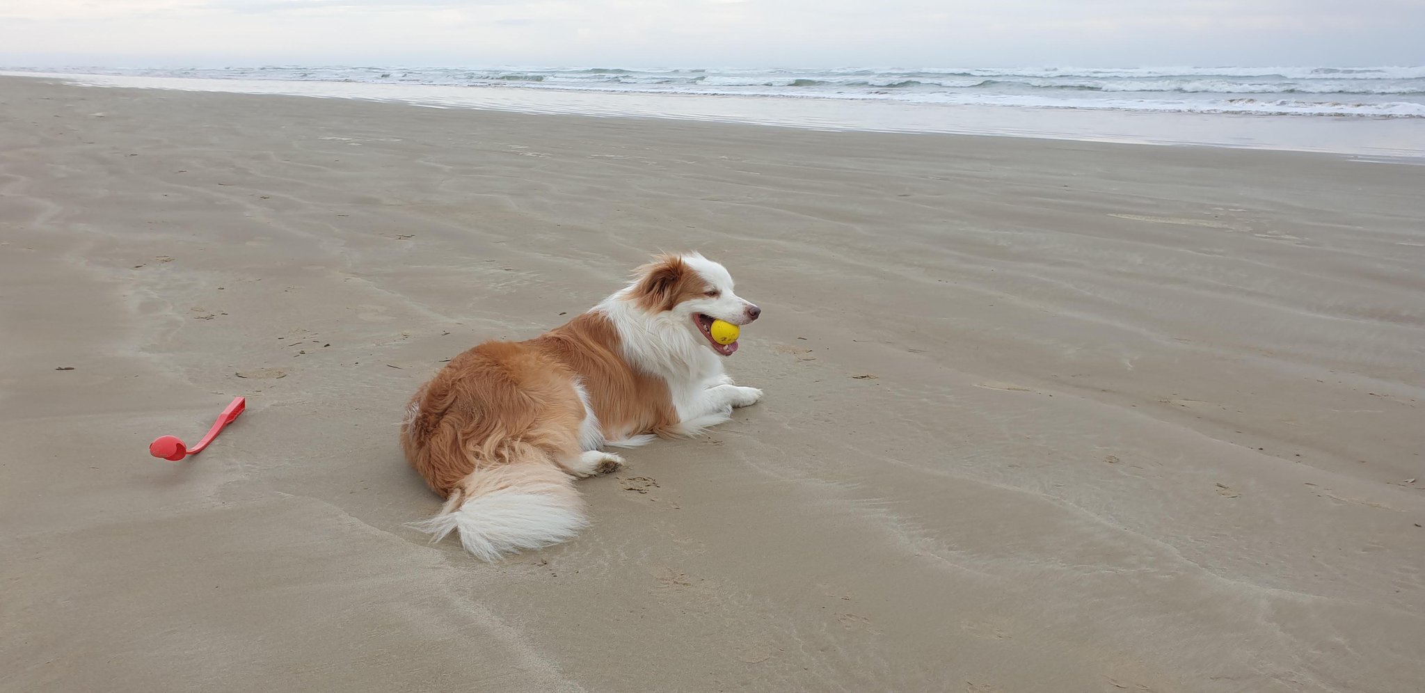 Aldinga beach fetching, fastest dog on the sand