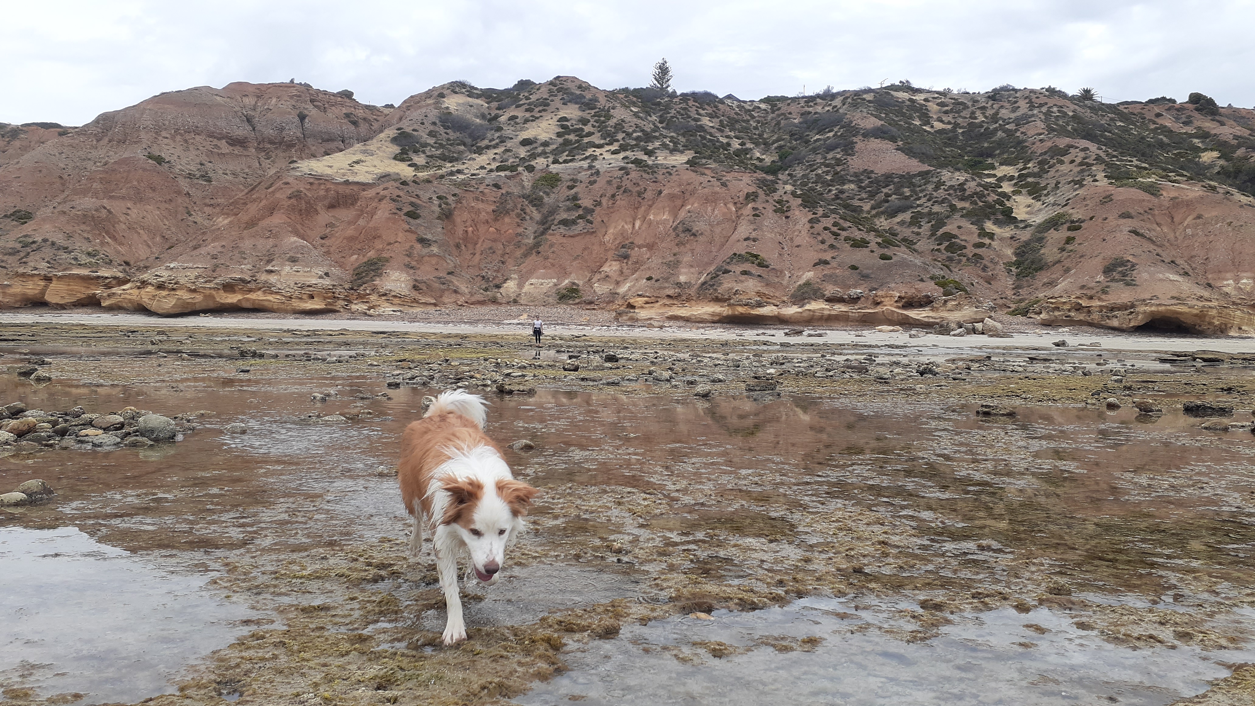 Sellick's Beach walking and rock pool inspecting